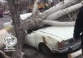سقوط درخت در شهر اسکو
