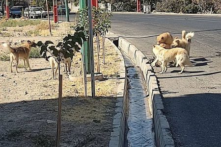 حمله سگ های بی صاحب به یک خانم ۳۰ساله در اسکو