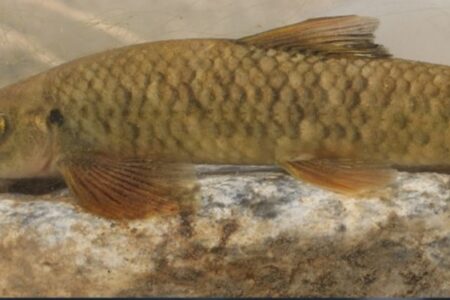 نامگذاری ماهی ۱۲ میلیون‌ ساله به‌نام قربانیان شیمیایی