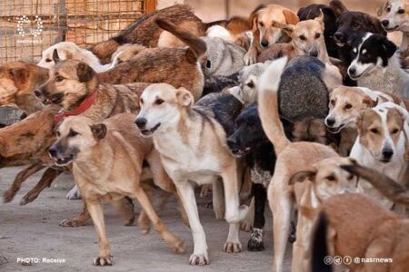 سایت ساماندهی سگ‌های بلاصاحب پایان خرداد به بهره برداری می رسد