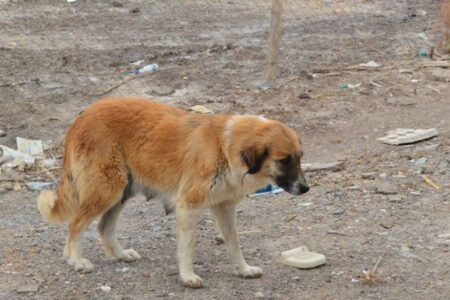 طرح ضربتی جمع آوری سگ‌های بلاصاحب در تبریز