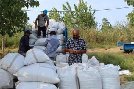 کاهش قیمت برنج ایرانی در فصل تولید