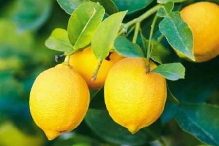 فواید لیمو برای سلامتی