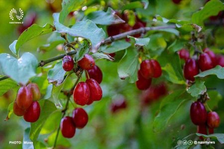 نقش مهم میوه «زغال اخته» در مبارزه با بیماری‌های مغز و اعصاب