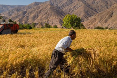 افزایش ۲۱ درصدی خرید تضمینی گندم در آذربایجان شرقی