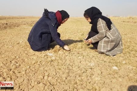 اجرای طرح مزارع الگویی کشت مخلوط در شهرستان اسکو