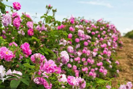 قطب تولید گل محمدی در آذربایجان شرقی