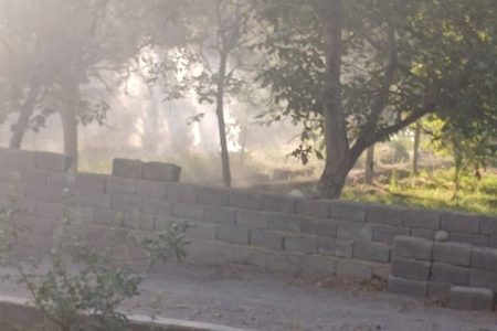سوزاندن برگ‌ درختان پیگیری قضایی می‌شود